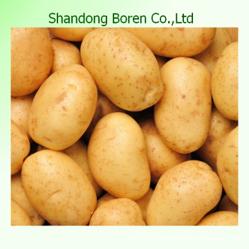 Shandong Boren Wholesale Provide Fresh Potatoes